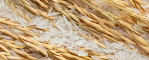 Dubai's Top 10 Rice Suppliers and Dealers